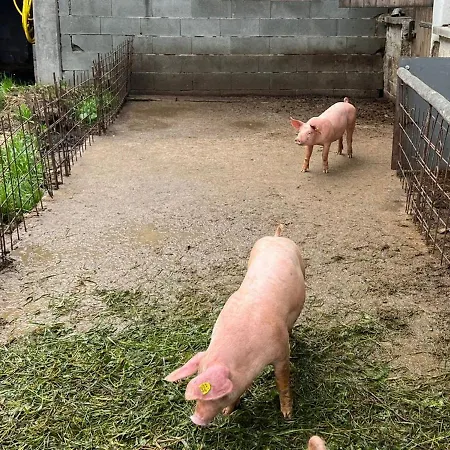 Апартаменты Rahm *