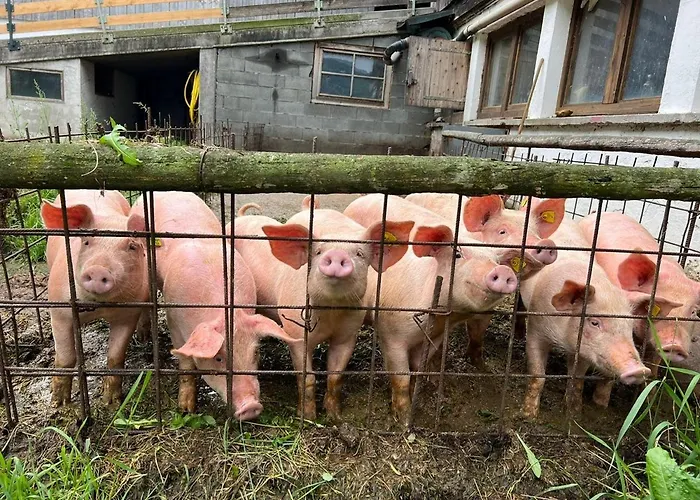 菲林拉姆旅馆 迈尔霍芬